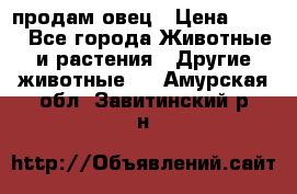  продам овец › Цена ­ 100 - Все города Животные и растения » Другие животные   . Амурская обл.,Завитинский р-н